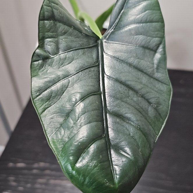 Photo of the plant species Alocasia Dark Miri by @KelsiC88 named Alocasia Reginae on Greg, the plant care app