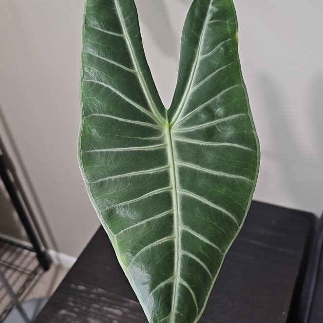 Photo of the plant species Alocasia longiloba 'Dragon's Tooth' by @KelsiC88 named Alocasia Dragon's Tooth on Greg, the plant care app