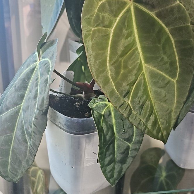 Photo of the plant species Anthurium Besseae Aff x Papillilaminum by @KelsiC88 named Morgan Treeman on Greg, the plant care app