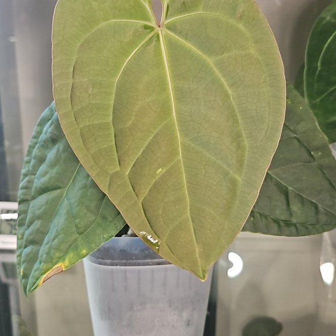 Photo of the plant species Anthurium Regale X Luxurians by @KelsiC88 named Anthurium Regale x Lux on Greg, the plant care app