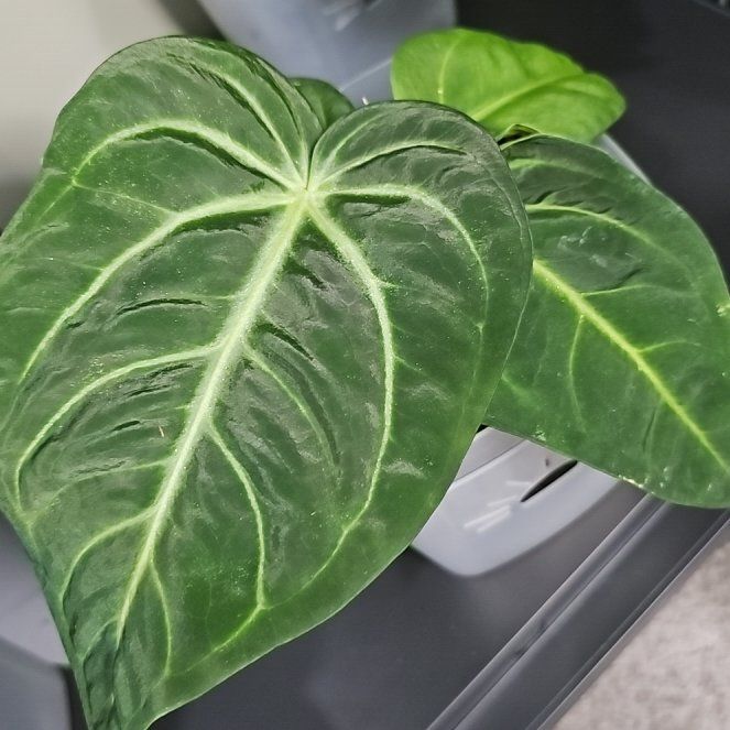 Photo of the plant species Anthurium ‘Villenaorum’ by @KelsiC88 named Anthurium Villenaorum on Greg, the plant care app