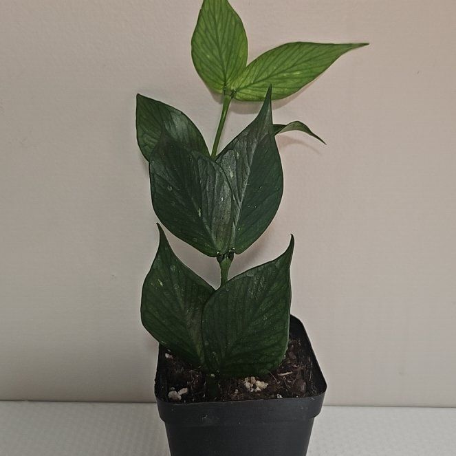 Photo of the plant species Broget Hoya by @KelsiC88 named Hoya Polyneura Broget on Greg, the plant care app