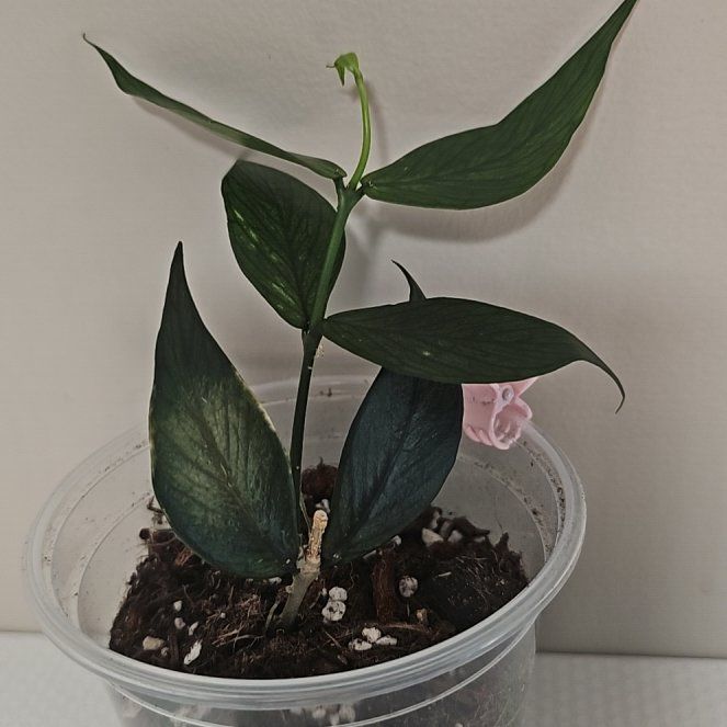 Photo of the plant species Broget Hoya by @KelsiC88 named Hoya Polyneura Broget on Greg, the plant care app