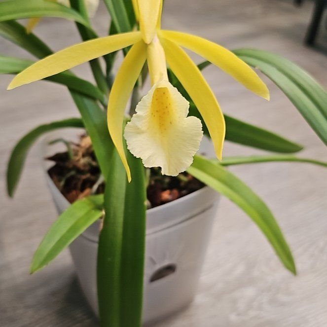 Photo of the plant species Epicattleya 'Lime Sherbert' by @KelsiC88 named Xena on Greg, the plant care app