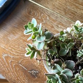 Photo of the plant species Lime Twister Stonecrop by @PetPinkalumroot named Treeyoncé on Greg, the plant care app