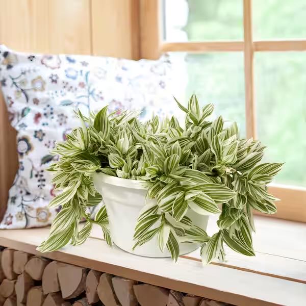 Photo of the plant species tradescantia by @PiousChojubai named Captain Plant-it on Greg, the plant care app