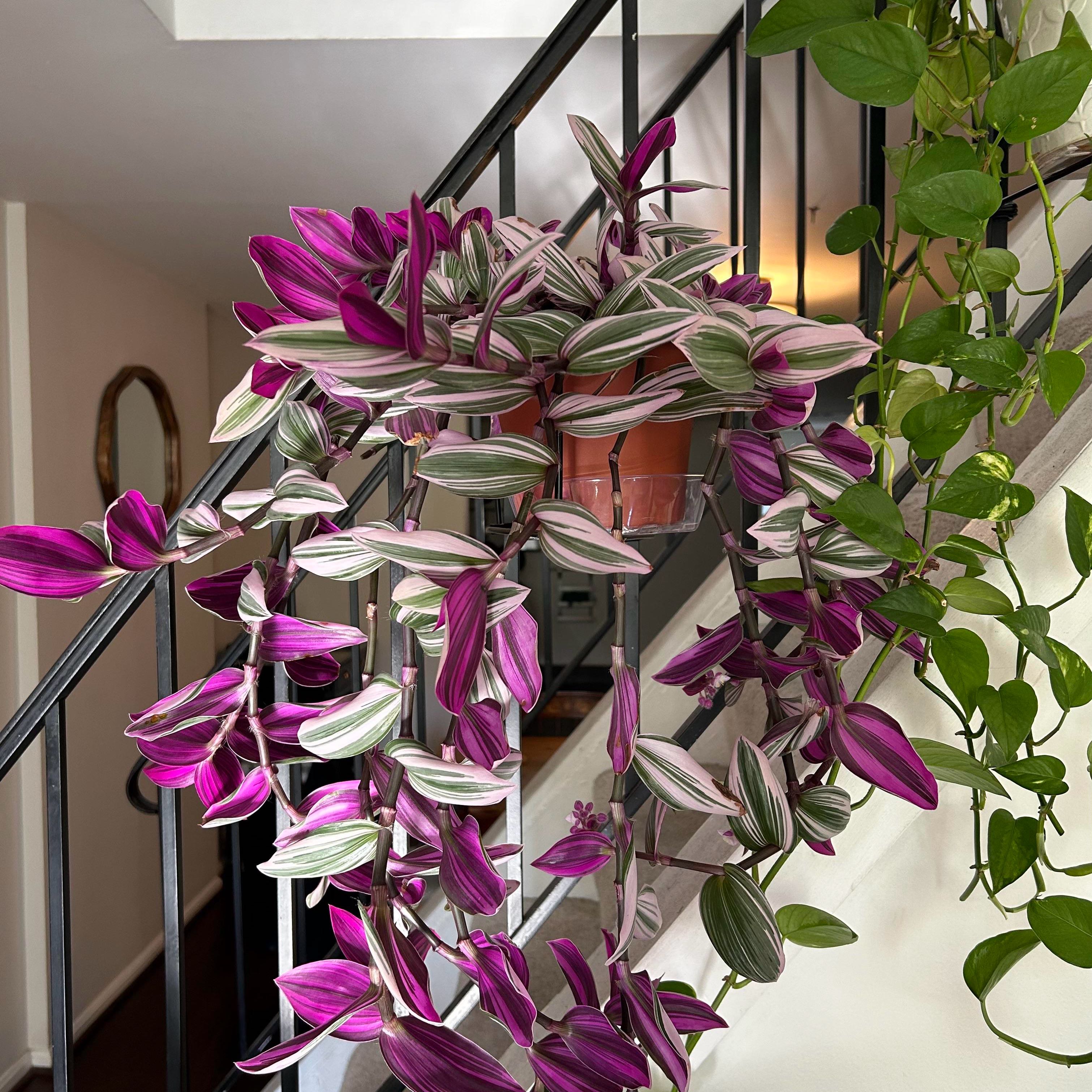 Photo of the plant species Tradescantia Bubblegum by @PiousChojubai named Bubbles on Greg, the plant care app