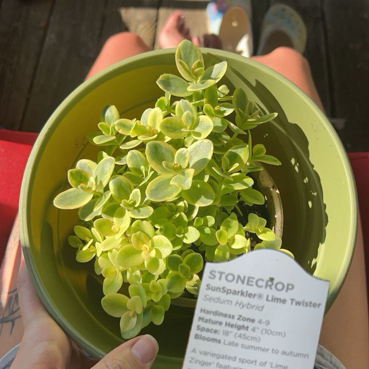 Photo of the plant species Sedum Lime Twister by @AnewPandan8 named Gregarious on Greg, the plant care app