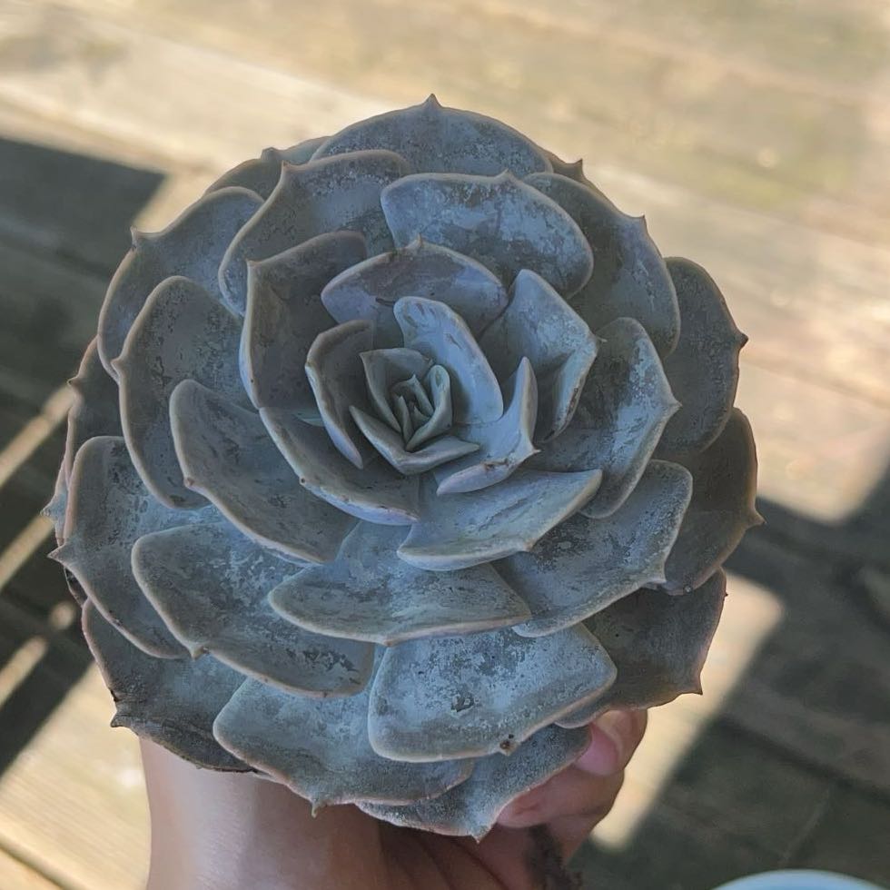 Photo of the plant species Echeveria 'Pollux' by @AnewPandan8 named Madonna on Greg, the plant care app