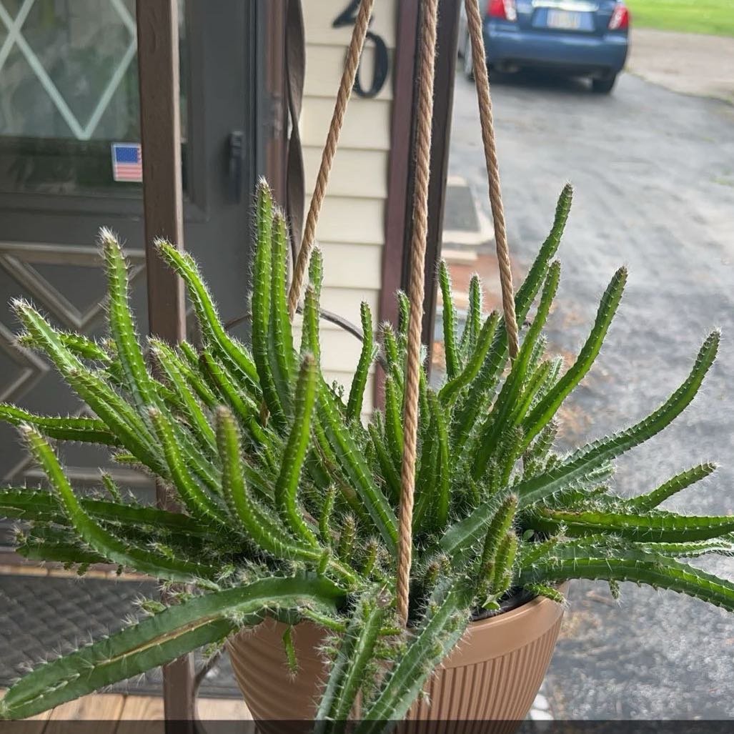 Photo of the plant species Selenicereus testudo by @AnewPandan8 named Luna on Greg, the plant care app