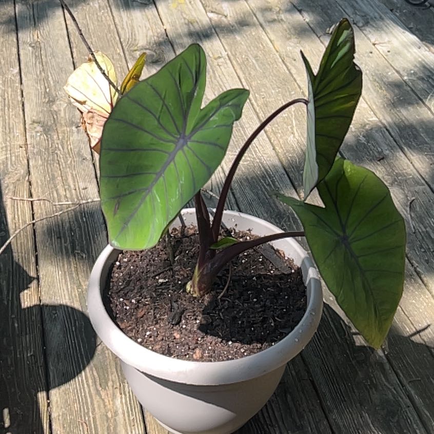 Photo of the plant species Blue Hawaii Elephant Ear by @AnewPandan8 named Walt on Greg, the plant care app