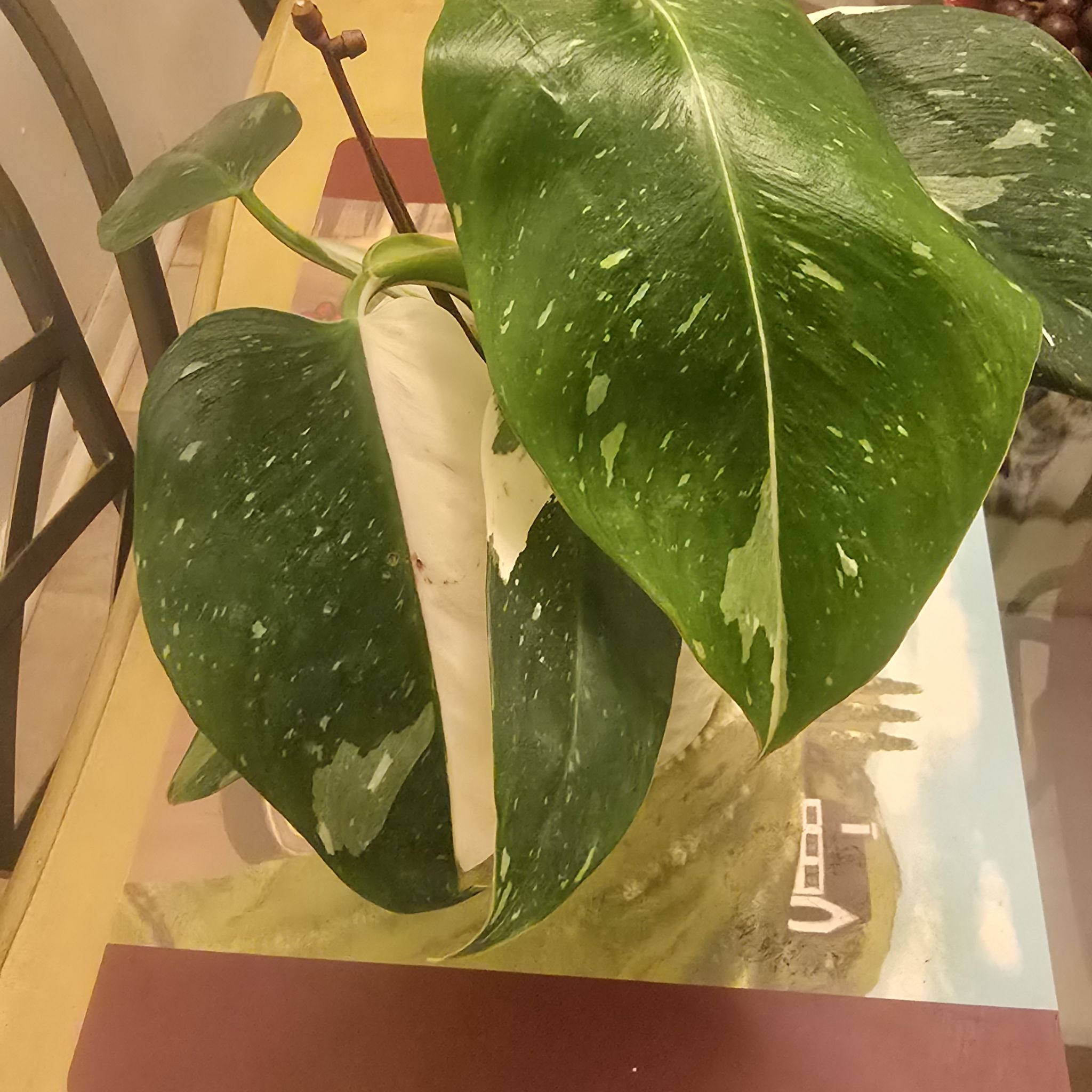 Photo of the plant species Primacolor Green Princess by @Quethethas named Rosa on Greg, the plant care app