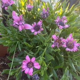 Photo of the plant species Zion Blue Denim African Daisy by @SlinkyBluebroom named Anne on Greg, the plant care app