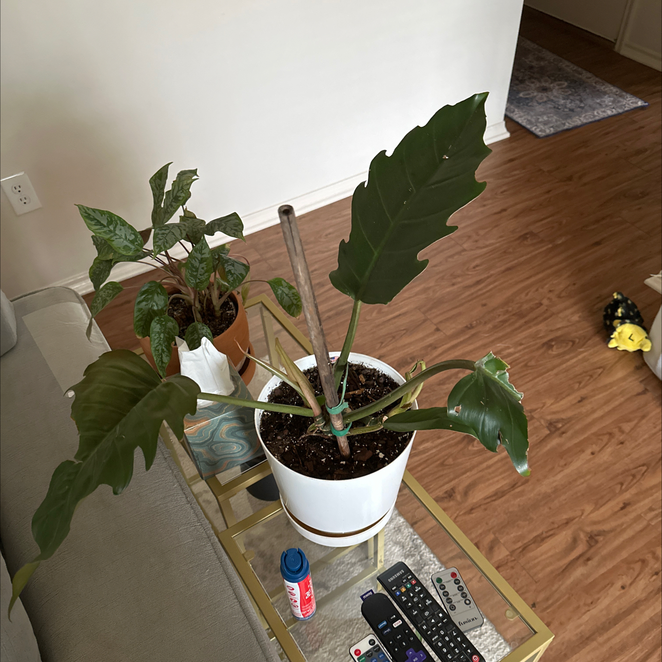 Photo of the plant species Philodendron Caramel Pluto by @YummyStarflower named Einstein on Greg, the plant care app