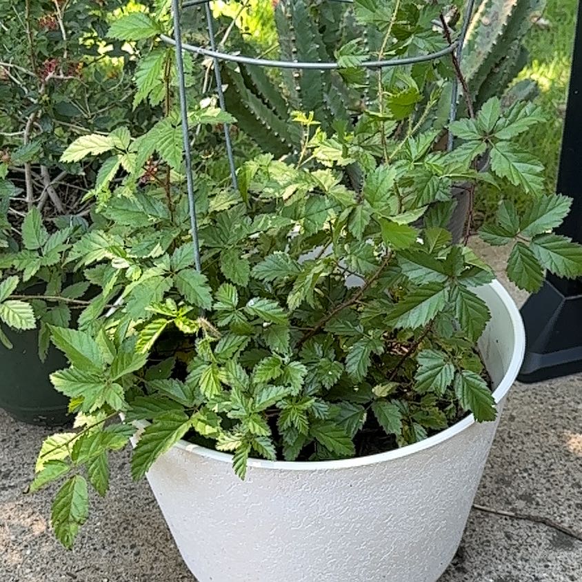 Photo of the plant species Southern Dewberry by @YummyStarflower named Elle on Greg, the plant care app