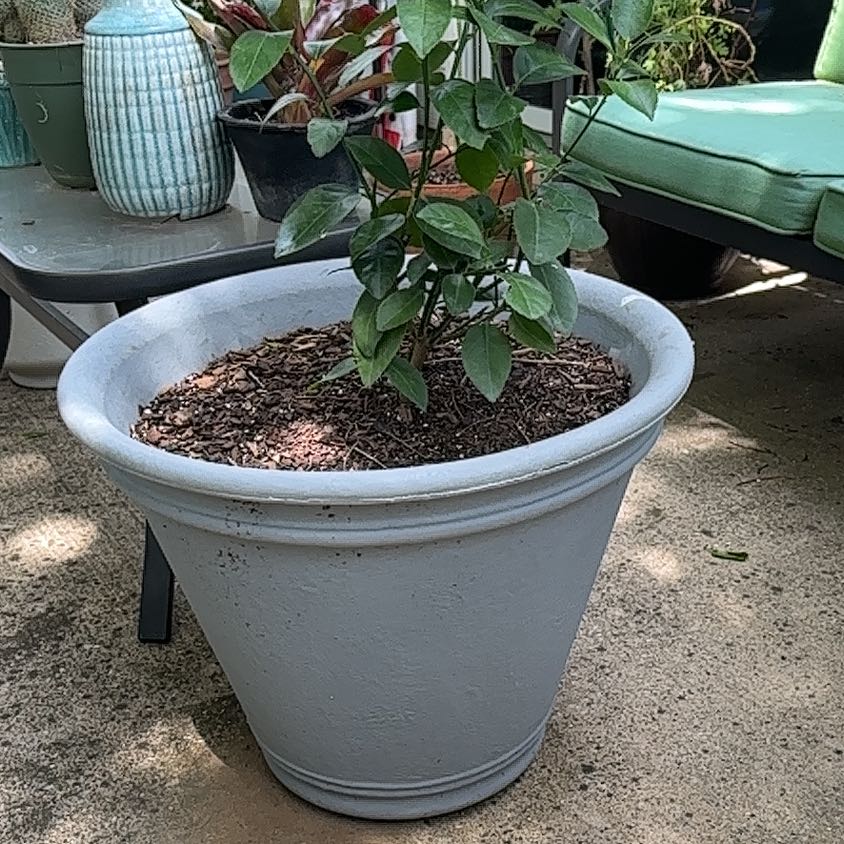 Photo of the plant species Lime Tree by @YummyStarflower named Morgan Treeman on Greg, the plant care app