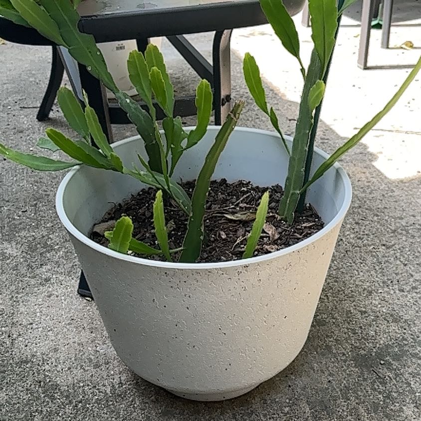 Photo of the plant species Red Orchid Cactus by @YummyStarflower named Drake on Greg, the plant care app