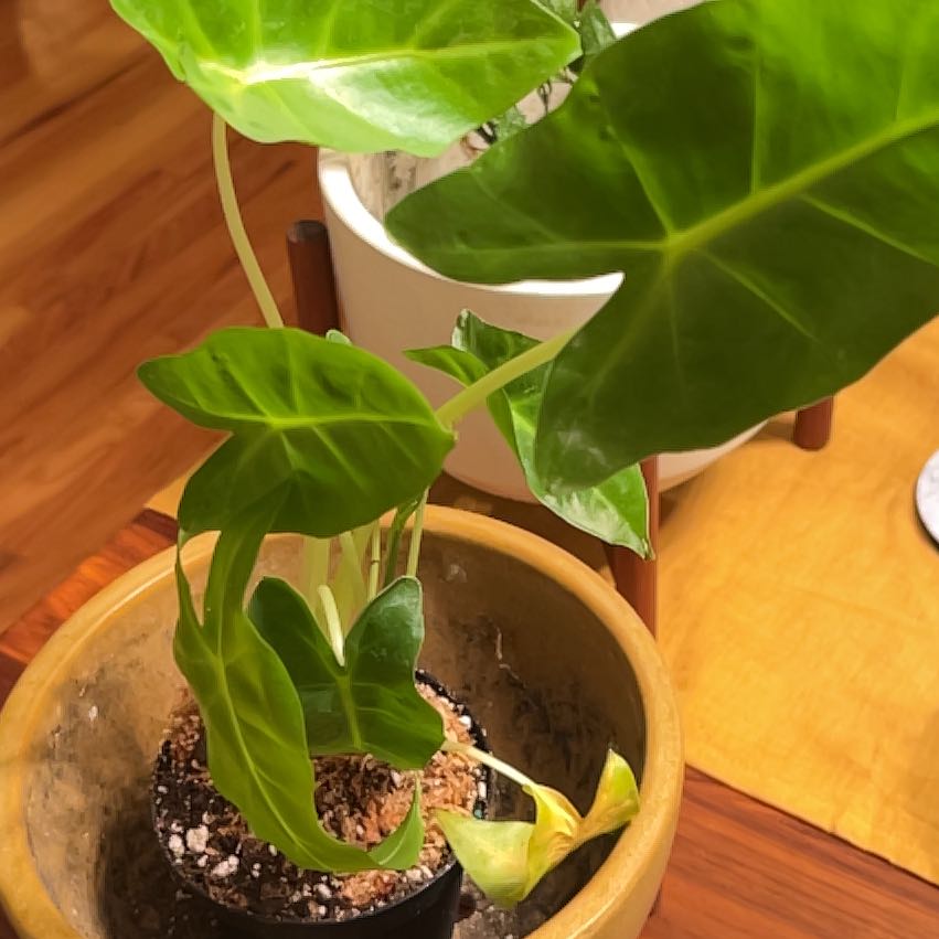 Photo of the plant species Alocasia Lutea by @mildsauce named Nemo on Greg, the plant care app