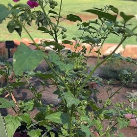 Photo of the plant species American Black Nightshade by @ShinyJellybeans named Harper on Greg, the plant care app