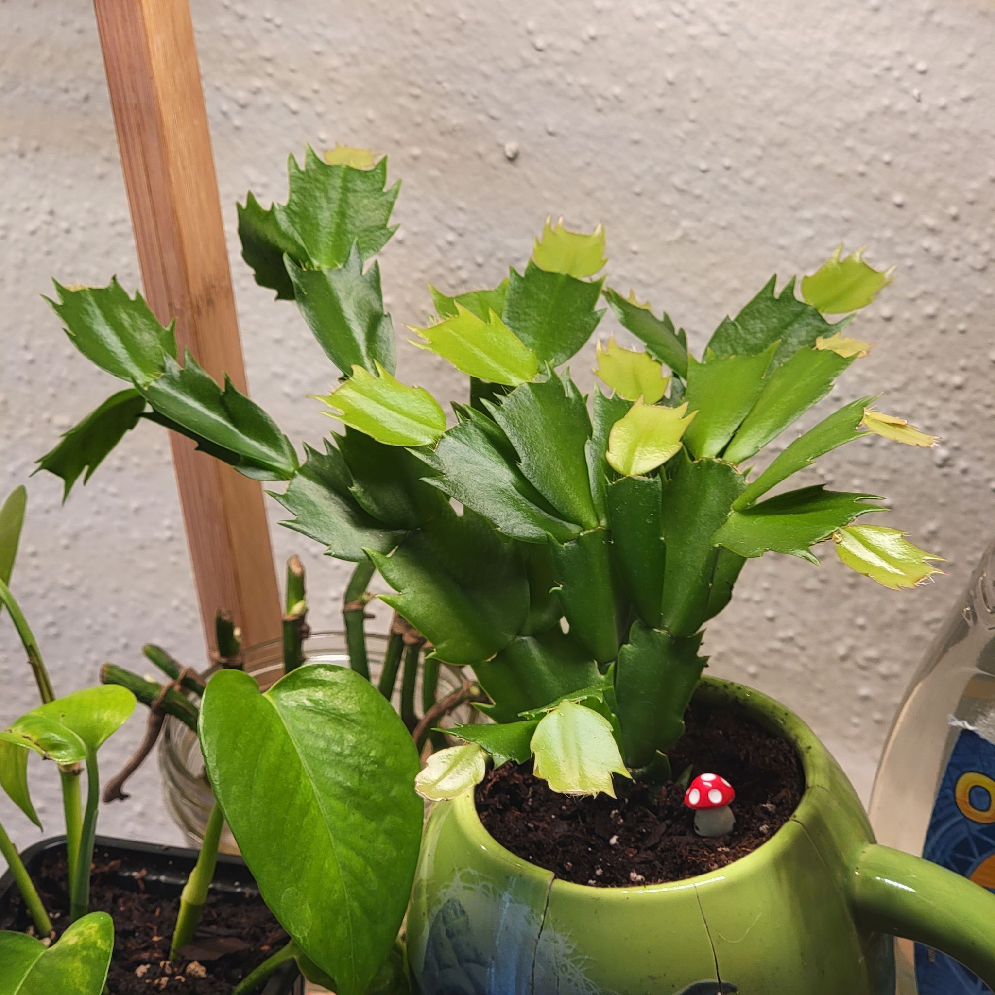 Photo of the plant species False Christmas Cactus by @HelpfulHoupara named Nopalito ❤️ on Greg, the plant care app