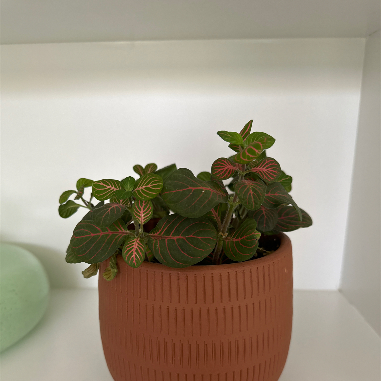 Red Anne Nerve Plant in a terracotta pot with vibrant green leaves and red veins.