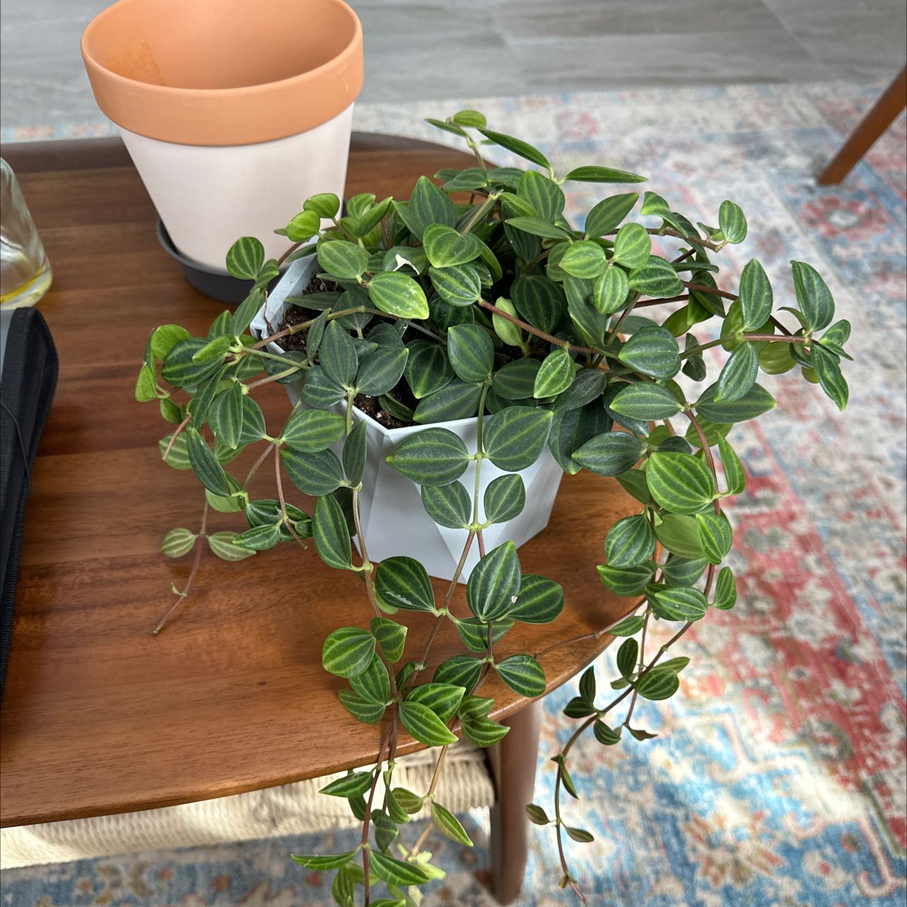 Photo of the plant species Raydiance Peperomia by @SpeedyF19 named Pepa on Greg, the plant care app