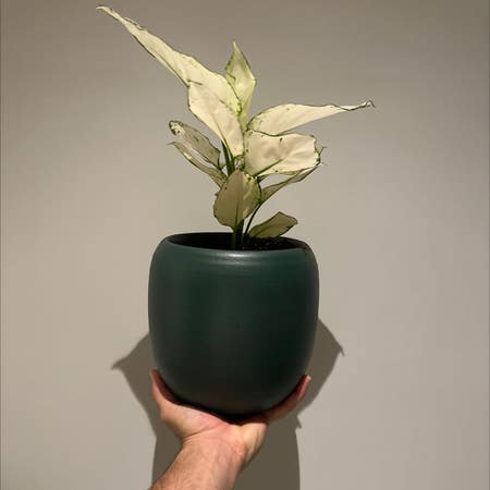 Photo of the plant species Aglaonema 'Super White' by Speedyf19 named Winston on Greg, the plant care app