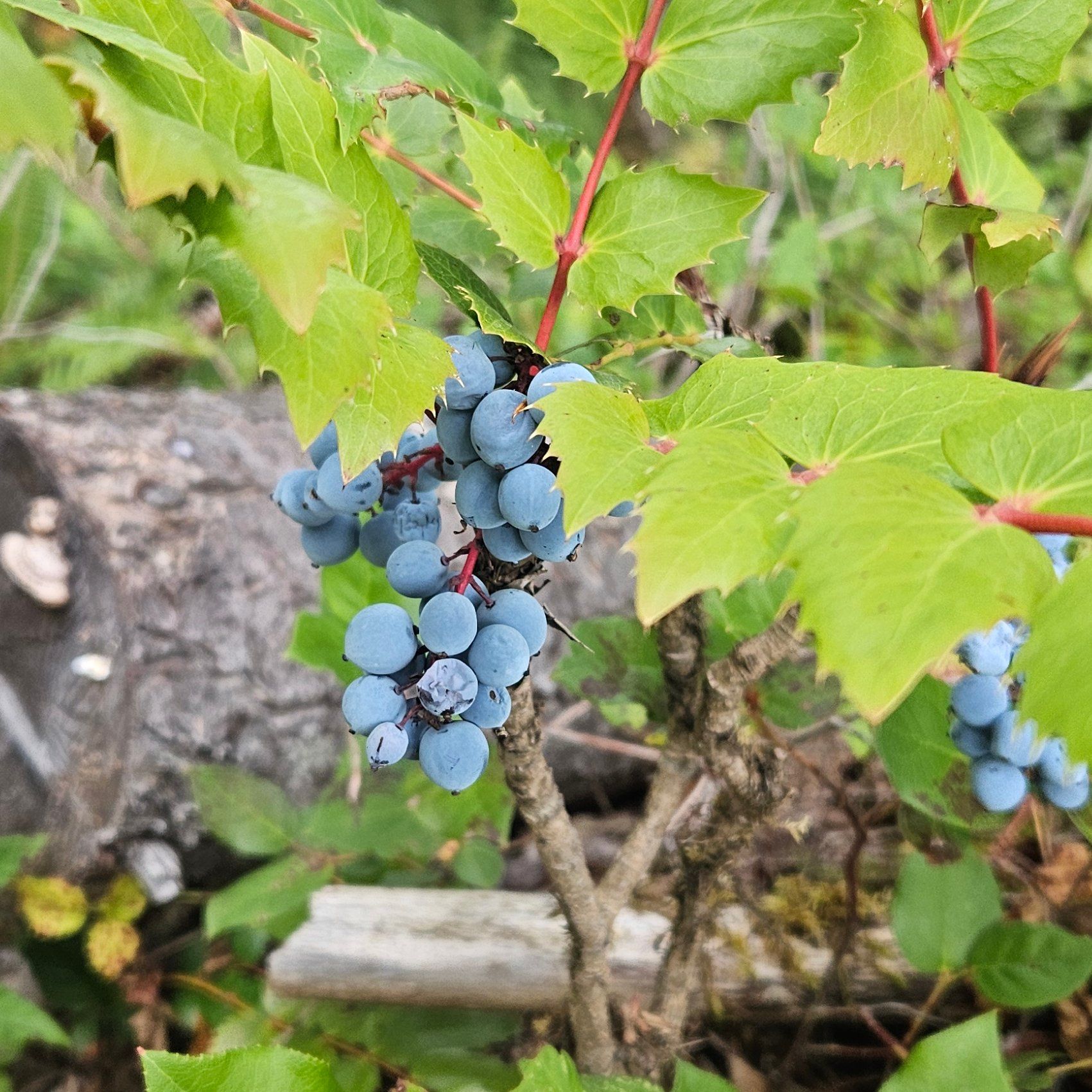 Photo of the plant species Cascade Barberry by @AcePileasplash named Hemingway on Greg, the plant care app