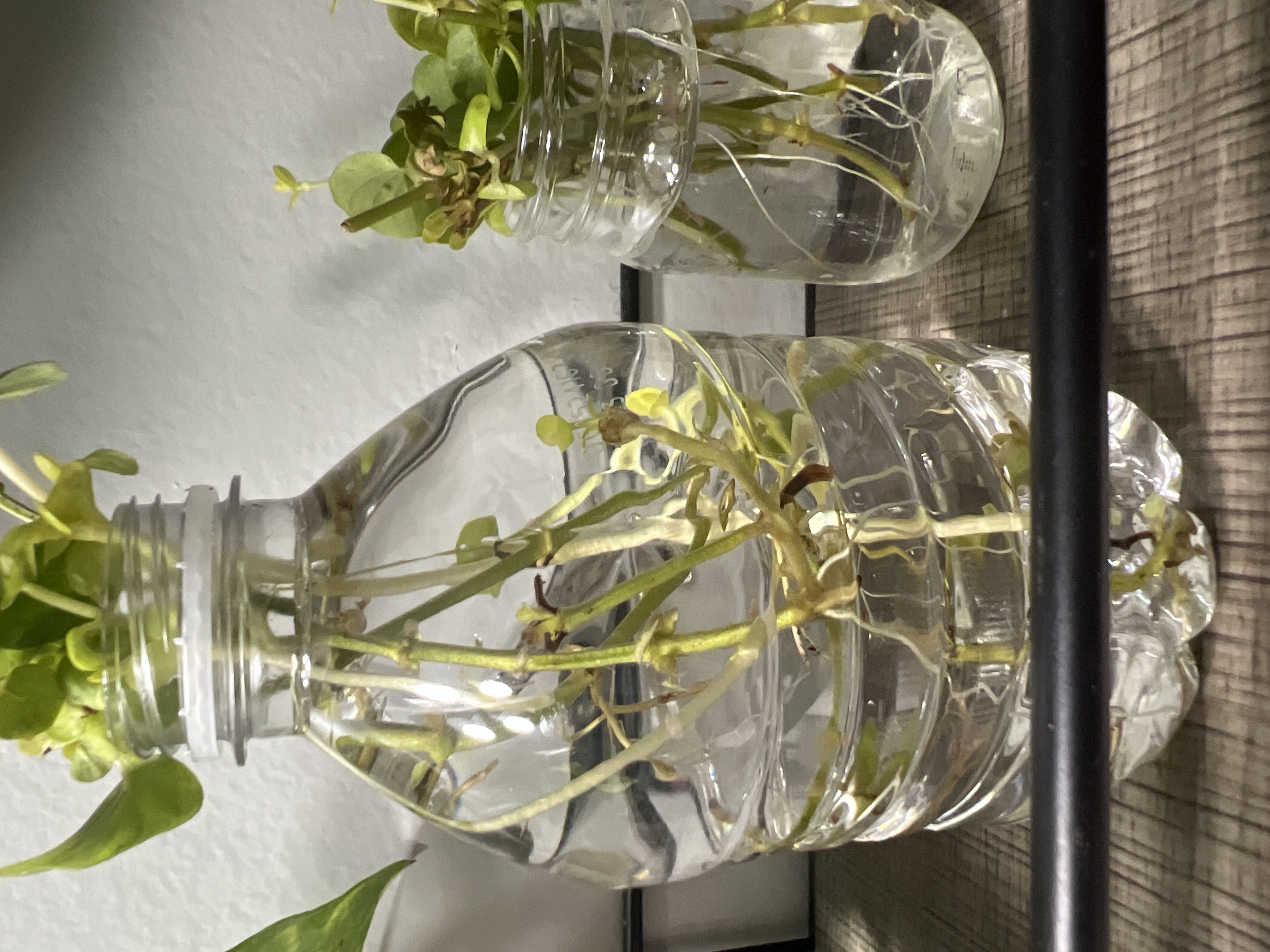 Photo from the post