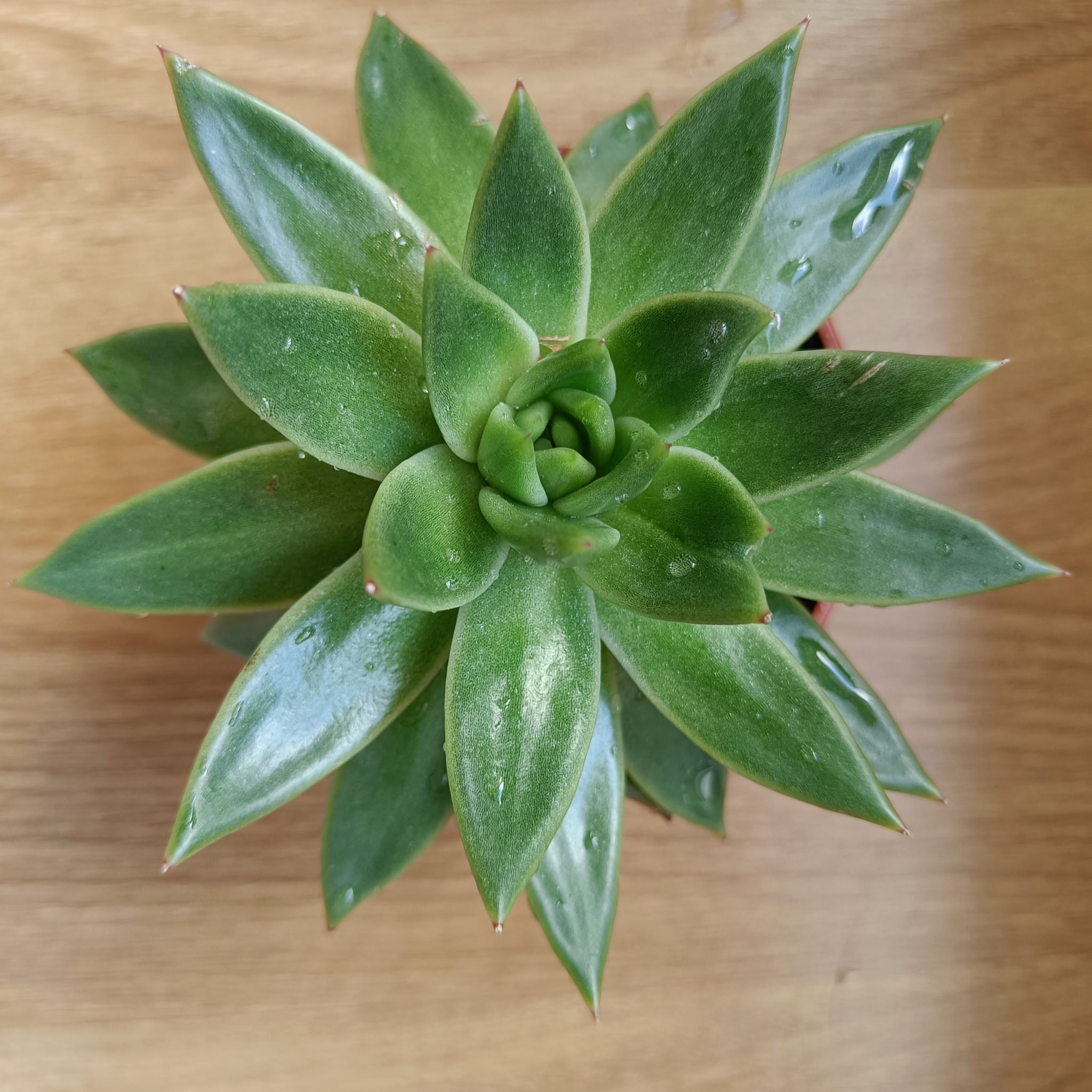Photo of the plant species Wax Agarve by @HeroBeachalmond named Succulente on Greg, the plant care app