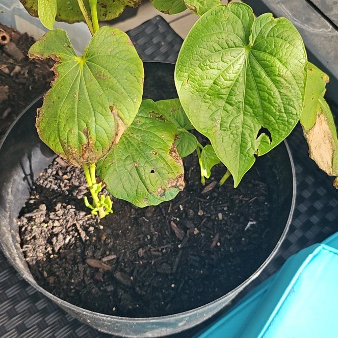 Photo of the plant species Kava by @HolyCoralaloe named Kesha on Greg, the plant care app