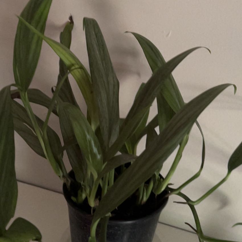 Photo of the plant species Pothos amplifolia by @LeadChincactus named Luna on Greg, the plant care app