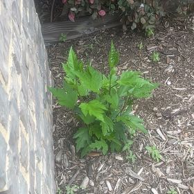 Photo of the plant species White Mulberry by @JocundStinkhorn named Navajo on Greg, the plant care app