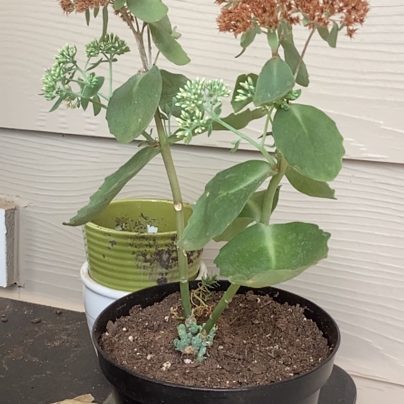 Photo of the plant species Sedum 'Autumn Fire' by @HonoredPandan named Shakira on Greg, the plant care app