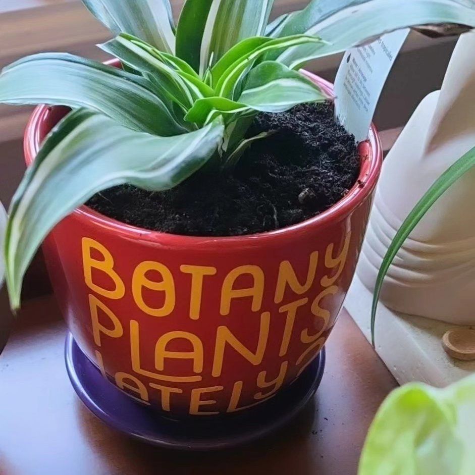 Plant care for Draceana Marley on Greg, the plant care app