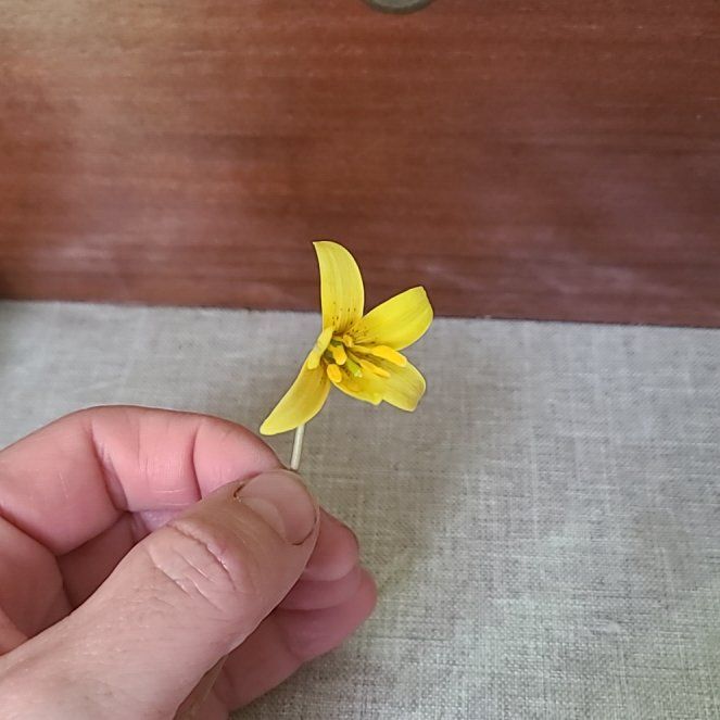 Photo of the plant species Amberbell by @CozyPricklypear named Bodhi on Greg, the plant care app