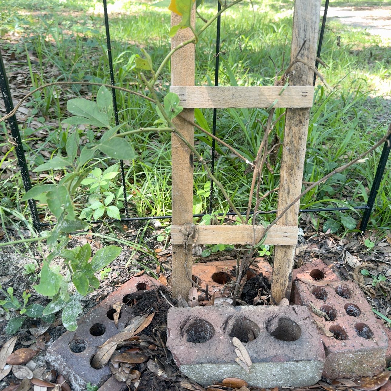 Photo of the plant species Mazapan by @VocalReginairis named Eva on Greg, the plant care app