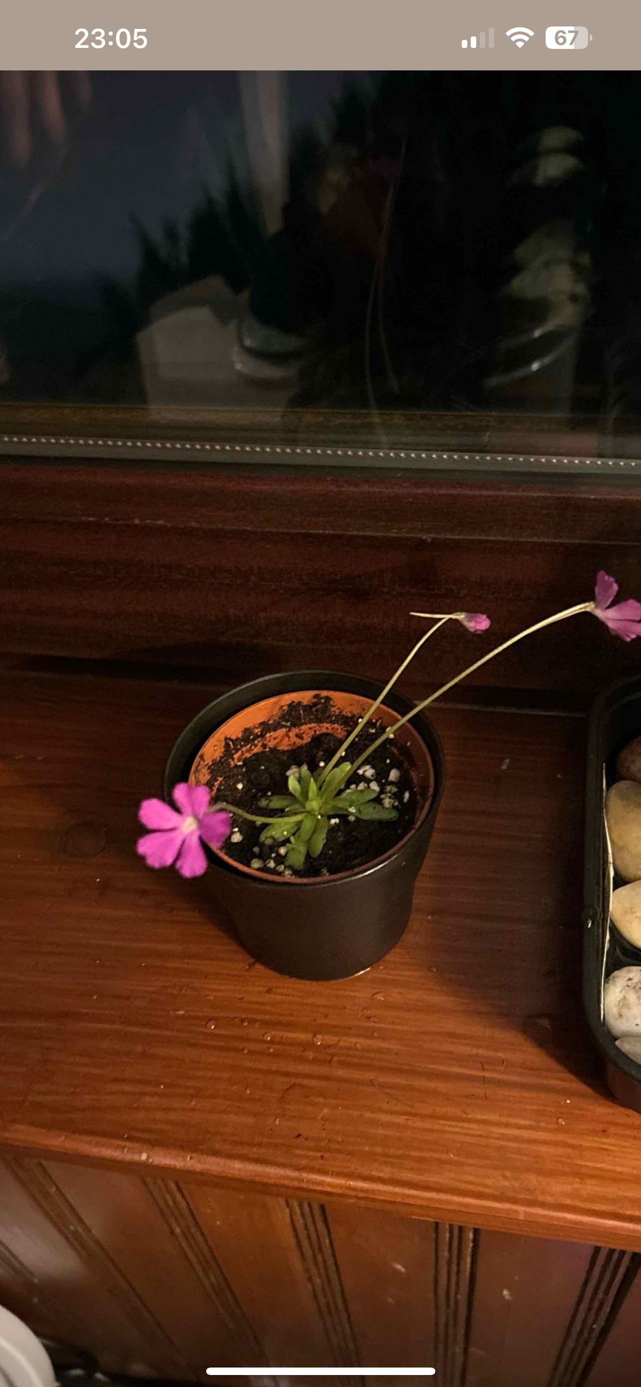 🌸 Understanding Why Butterwort 'Huahuapan' May Not Flower