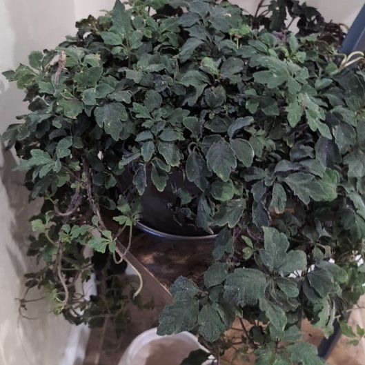 Photo of the plant species Purple Plush by @stuckey937 named Tolkien on Greg, the plant care app