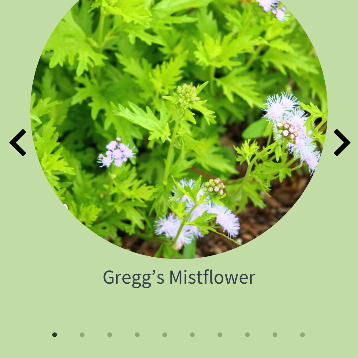 Photo of the plant species Blue Tansy by @PeppySchefflera named Girlfrond on Greg, the plant care app