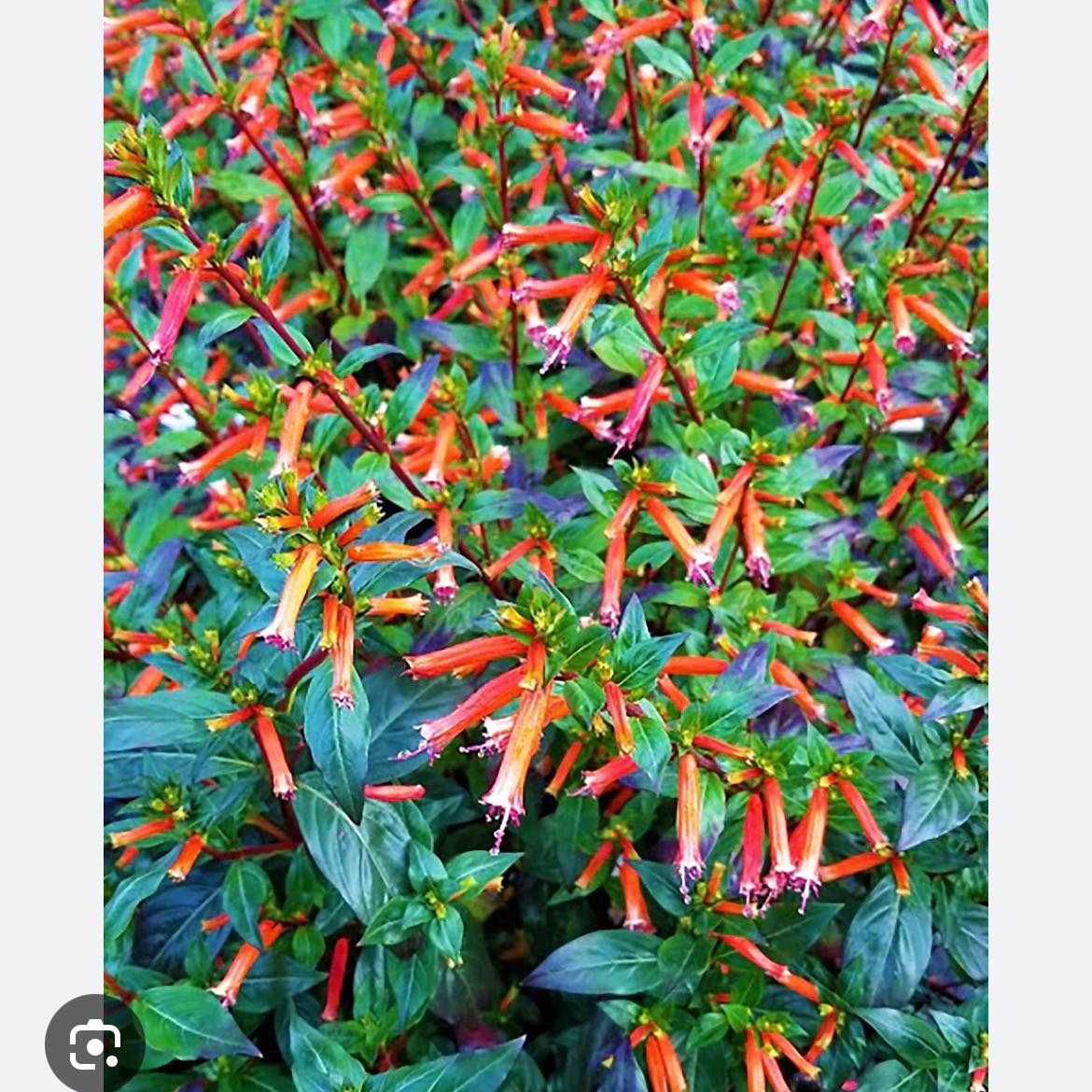 Photo of the plant species cigar plant by @PeppySchefflera named Muhammad Ali on Greg, the plant care app