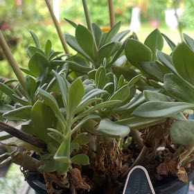 Photo of the plant species Rock Purslane by @KindSmoothphlox named Prince on Greg, the plant care app