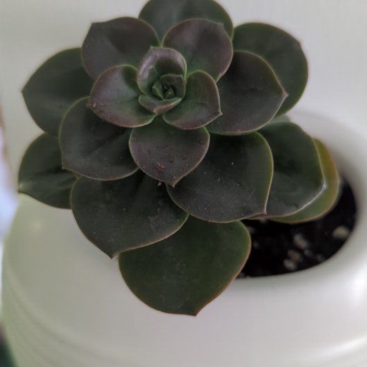 Photo of the plant species Burgundy by @SlinkyProlifica named Leaf Erickson on Greg, the plant care app