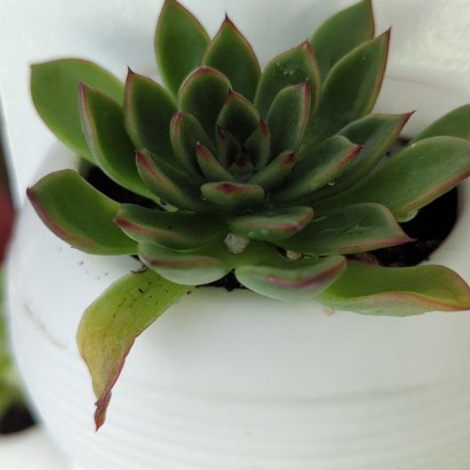 Photo of the plant species Echeveria agavoides 'Red Tip' by @SlinkyProlifica named Apollo on Greg, the plant care app