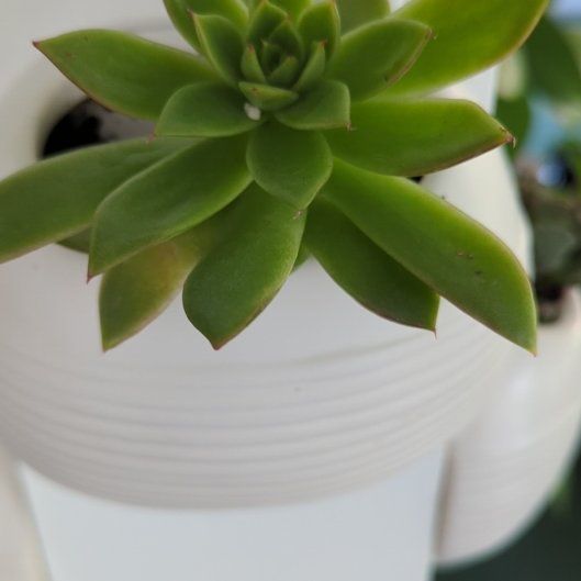 Photo of the plant species Echerveria 'Gilva' by @SlinkyProlifica named Sigmund on Greg, the plant care app