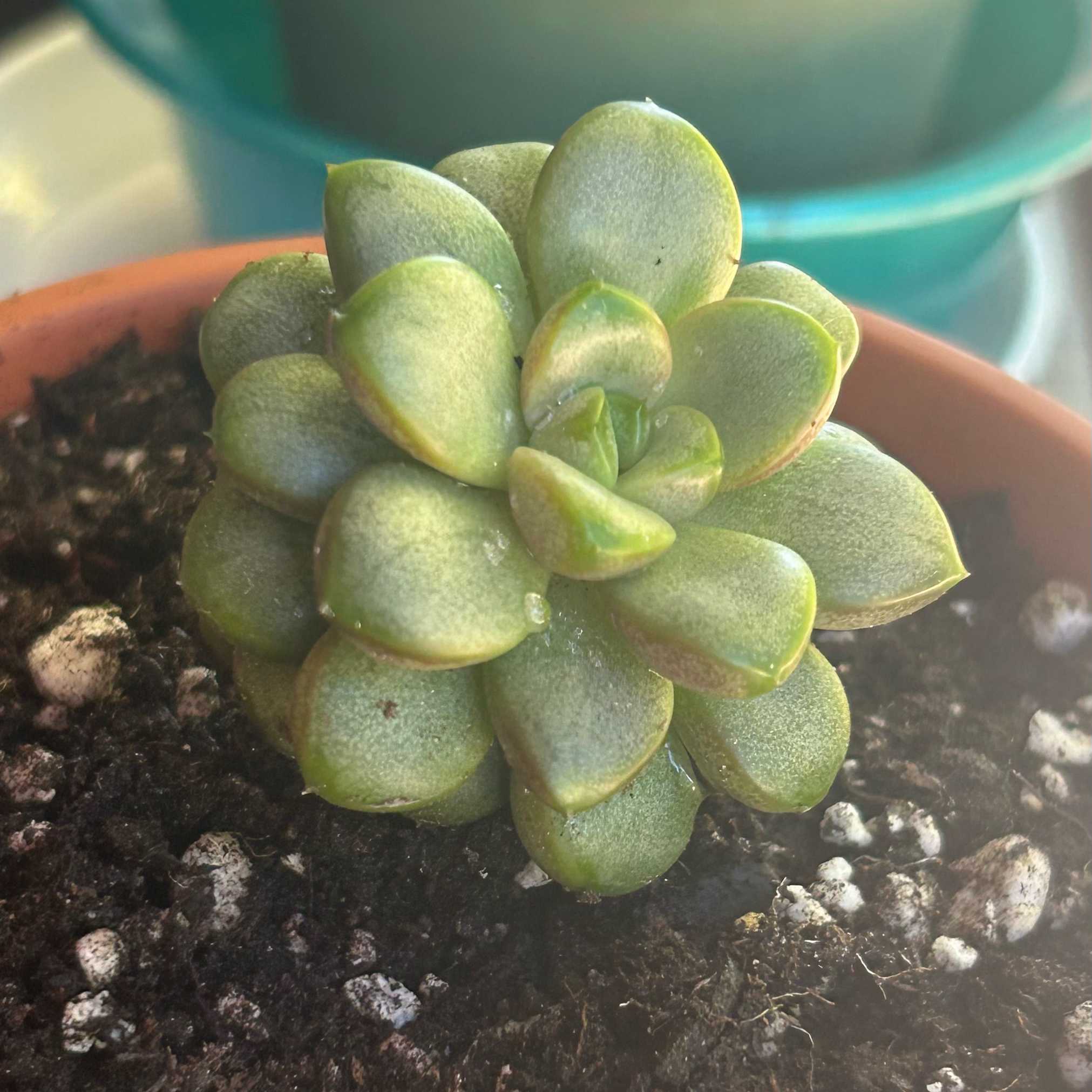 Photo of the plant species Graptoveria 'Amethorum' by @kiriplantas named Sigmund on Greg, the plant care app