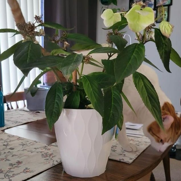 Photo of the plant species Hydrangea by @kiriplantas named Annie on Greg, the plant care app
