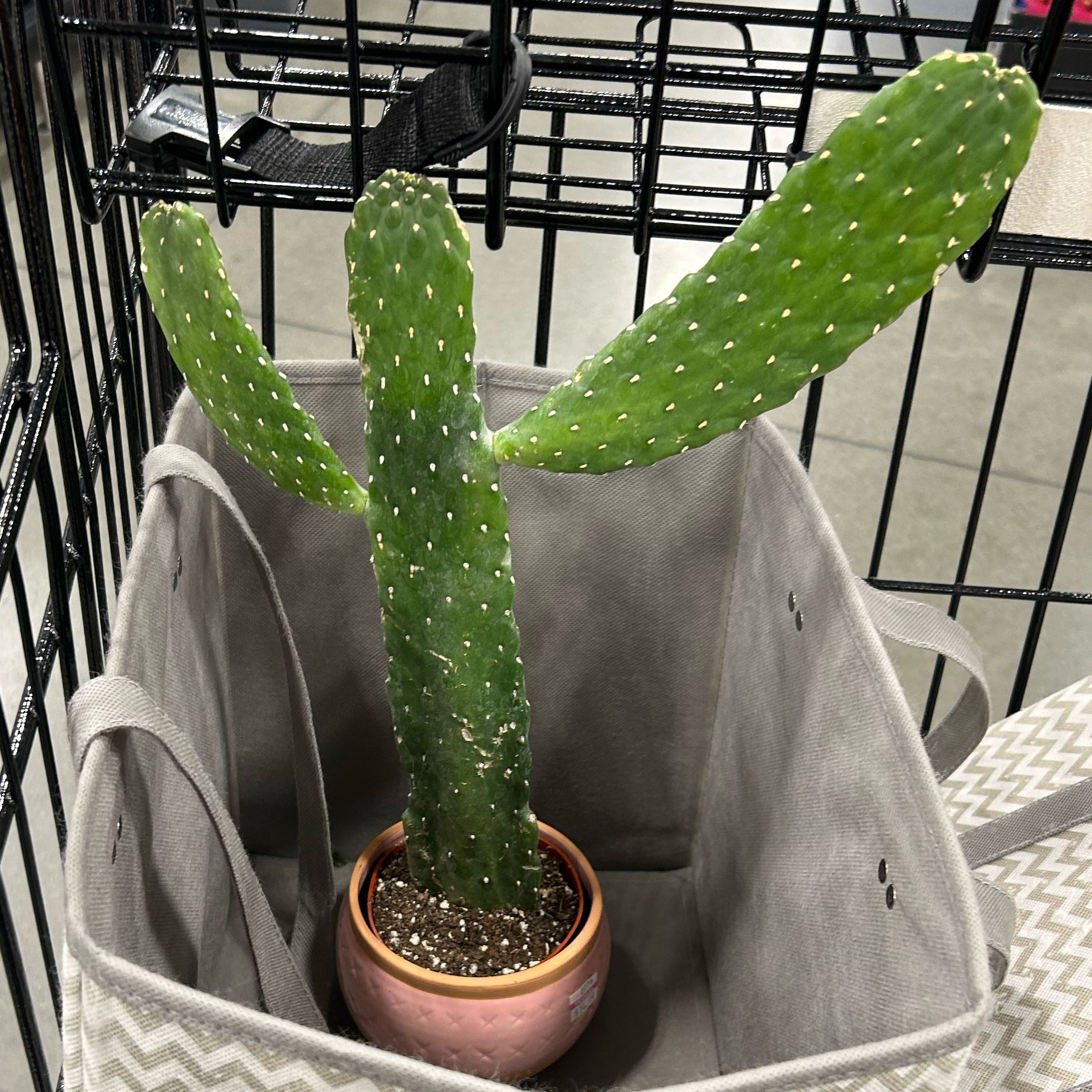 Photo of the plant species Cowboy Cactus by @kiriplantas named Bad Bunny on Greg, the plant care app