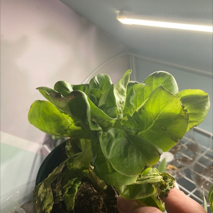 A hand holding up a young, healthy green garden lettuce plant to the light for inspection and analysis.