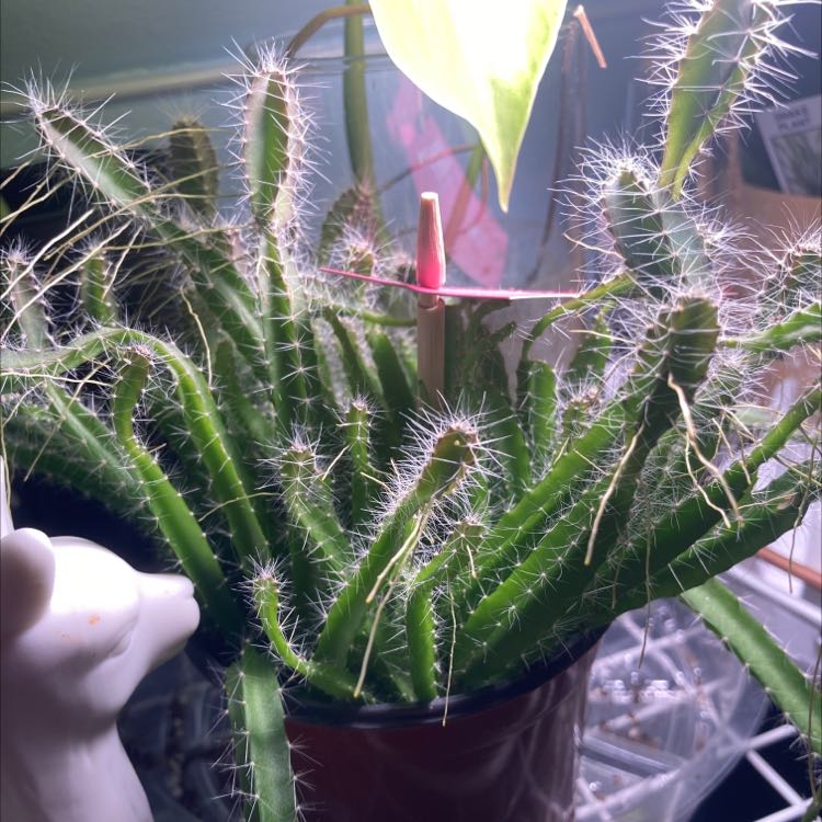 Dragonfruit plant with green spiny stems in a pot, visible soil, and a light source above.